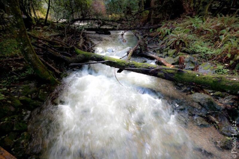From San Francisco: Private Muir Woods and Napa Wine Tour - Wineries in Napa and Sonoma: The Heart of Wine Country