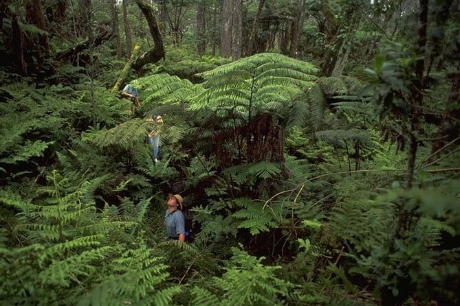 Full-Day Hakalau Forest Reserve Bird Watching Adventure - FAQ