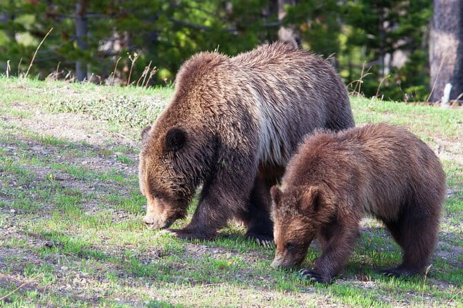 Full Day Yellowstone Nat'l Park Tour From West Yellowstone - Who Should Book This Tour?
