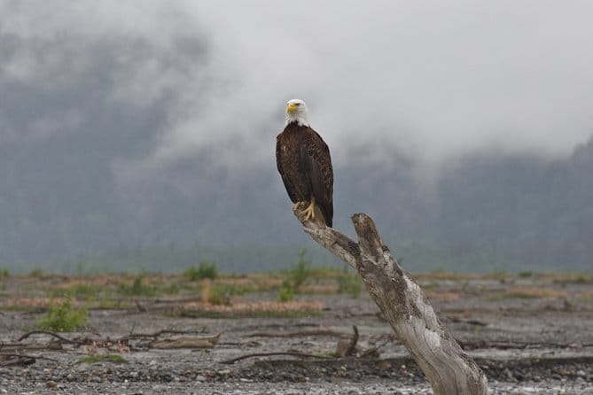 Half-Day Chilkat Bald Eagle Preserve Float Tour - The Sum Up
