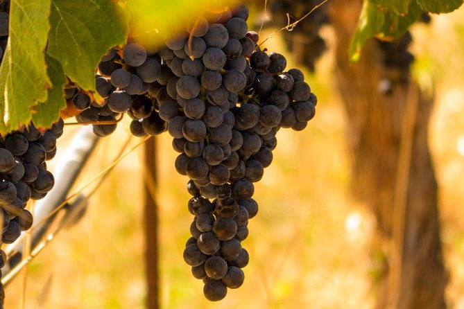 Half-Day Wine Country Tour from San Francisco - The Sum Up: Is This Tour Worth Your Time?