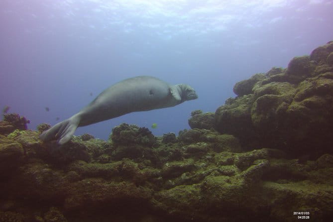 Kauai's Ultimate Scooter Adventure 2 Tank Dive (Advance Certified Divers Only) - Final Thoughts: Is It Worth It?
