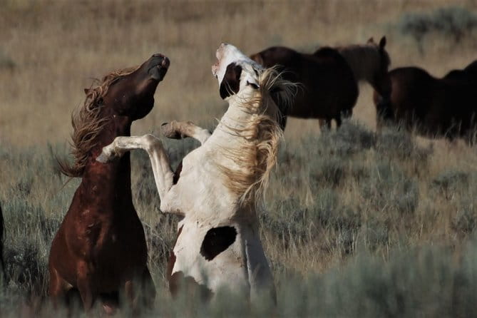 Kicking Red Canyon Wild Mustang Bus Tour Deals 5 PM In Cody - FAQ About the Red Canyon Wild Mustang Tour