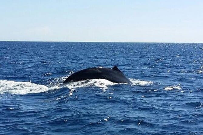 Kona Coastline Escape: Sail with Dolphins & Turtles on Honi Olani - FAQ