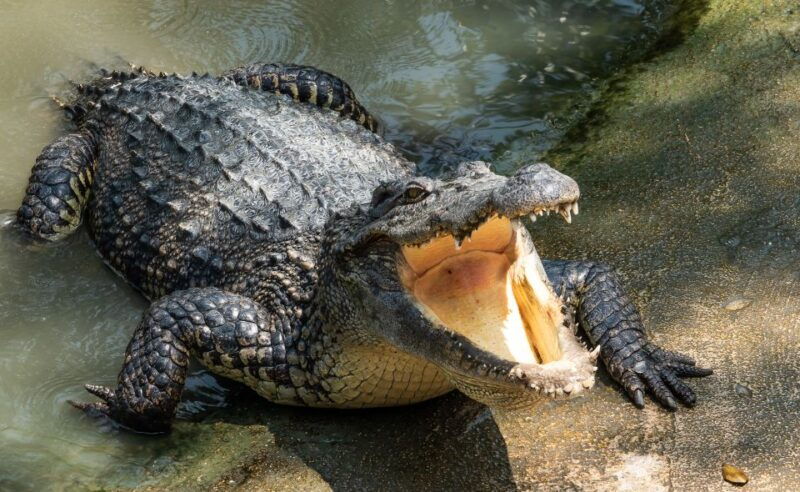Miami: Half-Day Everglades Tour in French - Who Should Consider This Tour?