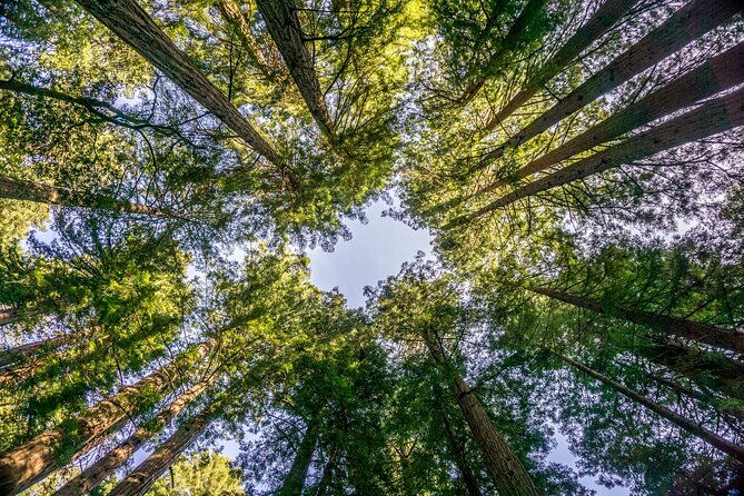 Muir Woods & Sausalito Tour - The Sum Up