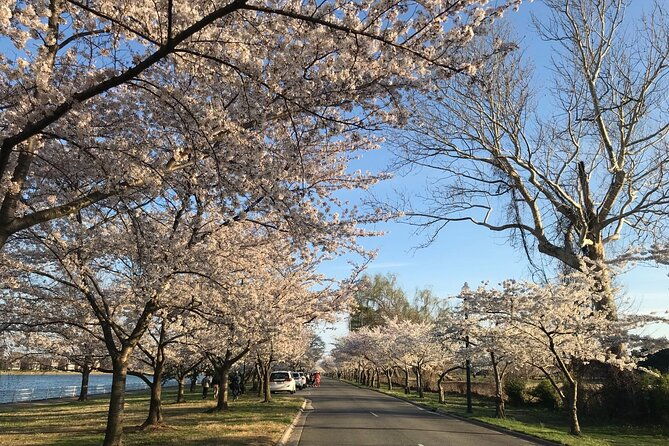New York to Washington D.C. Spring Cherry Blossom Full-Day Tour - What’s Included and What’s Not