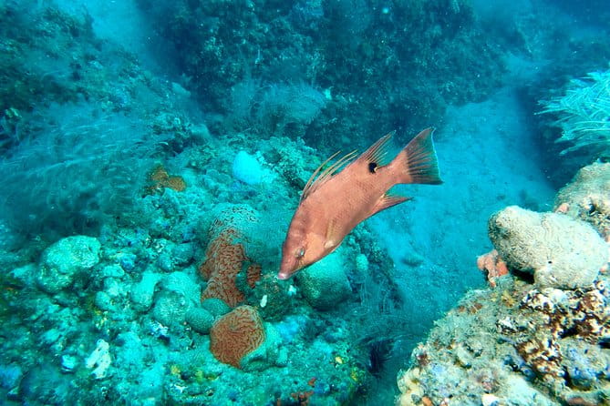 No Experience Required to Discover Scuba in Florida - Who Will Love This Tour?