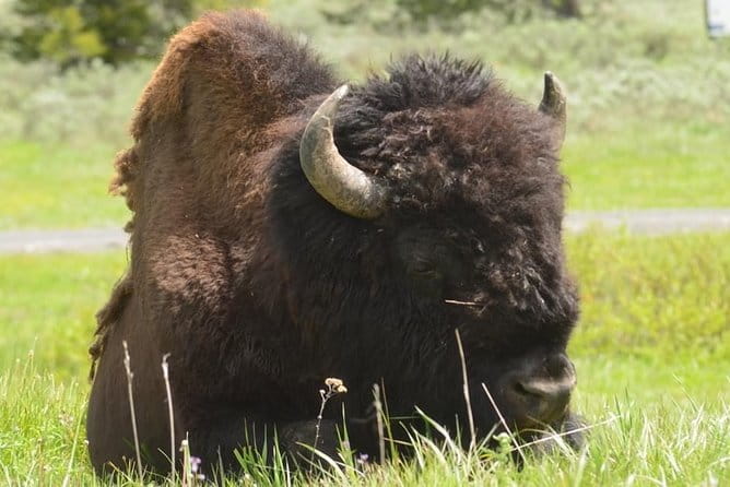 North Yellowstone Day Tour (Lamar Valley) Private Day Tour - Who This Tour Is Best For