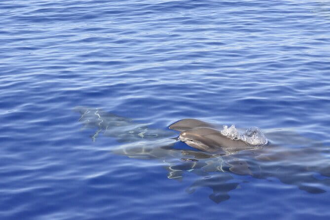 Pelagic Wildlife Excursion - Final Thoughts