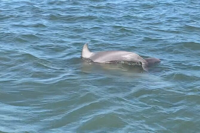 Private Charleston Dolphin and Eco Boat Tour - The Sum Up