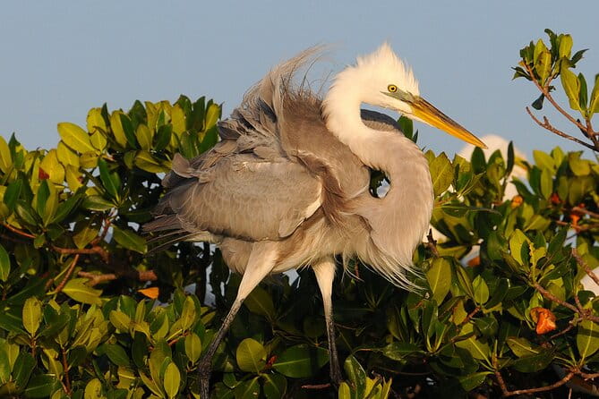 Private Everglades National Park Photography, Birding and Wildlife Safari - Who Should Consider This Tour?