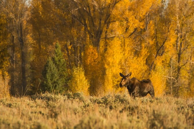 Private Sunset 4-Hour Grand Teton Wildlife Adventure - Final Words: Is It Worth It?