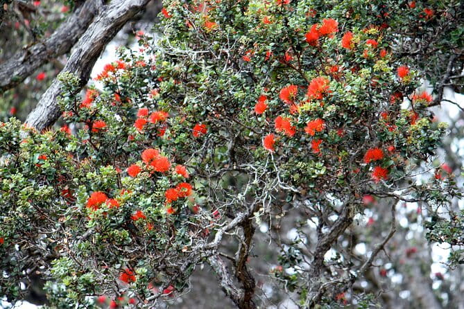 Private Tour: Experience Active Kilauea Volcano & Hilo Rainbow Falls - FAQ