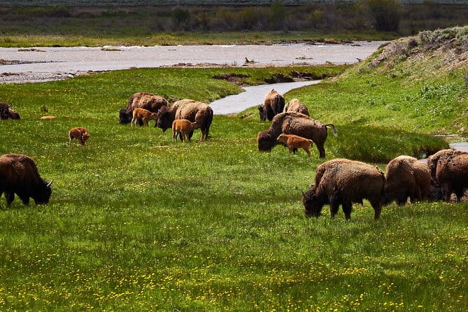 Private Yellowstone Lower Loop Tour - Who Will Love This Tour?