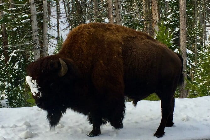 Private Yellowstone Wildlife and Photo Tour’s Upper Loop Cody Wy - FAQ