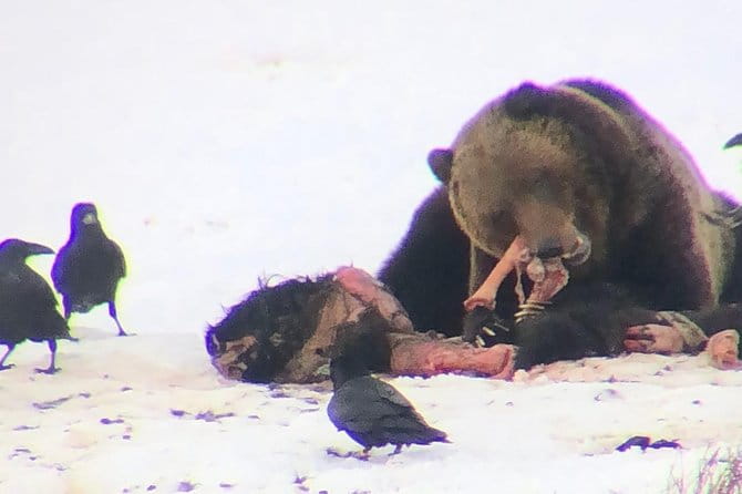 Private Yellowstone Winter Wolf Watching and Wildlife Safari - FAQ
