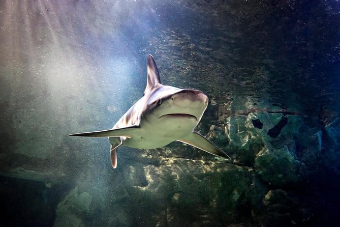 SEA LIFE Aquarium Minnesota Admission Ticket at Mall of America - Practical Tips