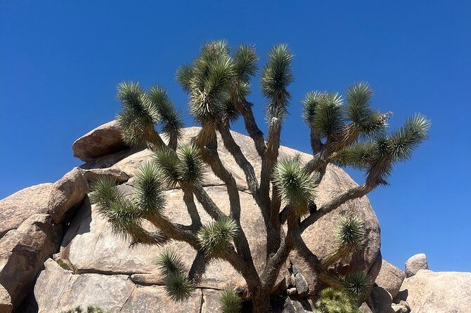 Sightseeing Adventure Tour of Joshua Tree National Park - Cap Rock Trail: Easy Walks and Surreal Scenery
