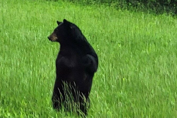 Smoky Mtn Cades Cove, RR/Logging Museum-Foothills Pky Spring Tour - The Sum Up: Who Should Consider This Tour?