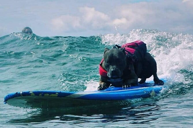 Surf with a Service Animal - Practical Advice for Travelers