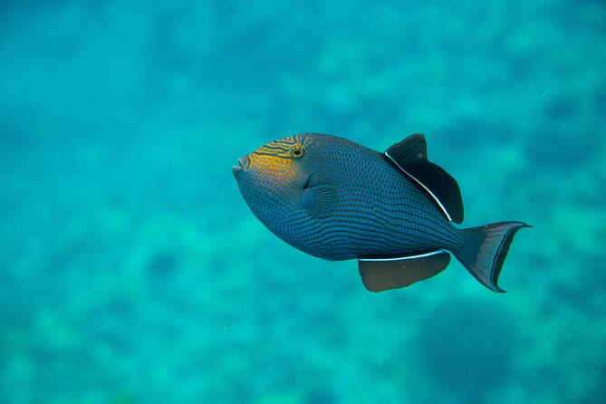 The Best Maui 3 Hour Molokini and Turtle Town Snorkel - The Sum Up