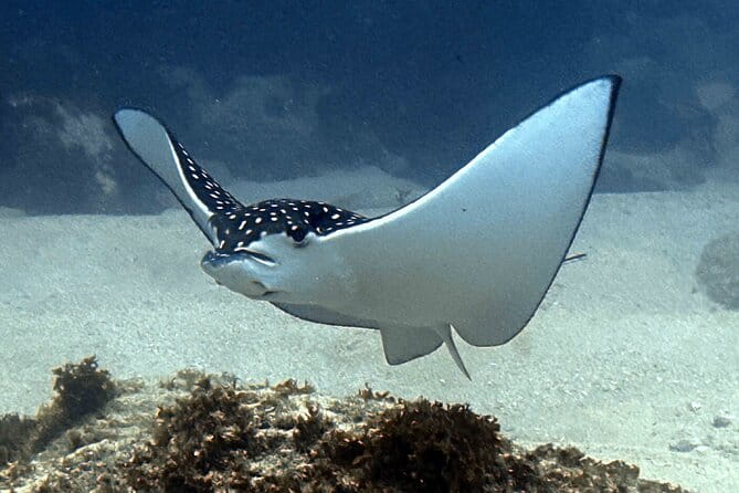 Try Scuba Diving in Kauai From a Boat for Non-Certified Divers - Who Will Love This Tour?