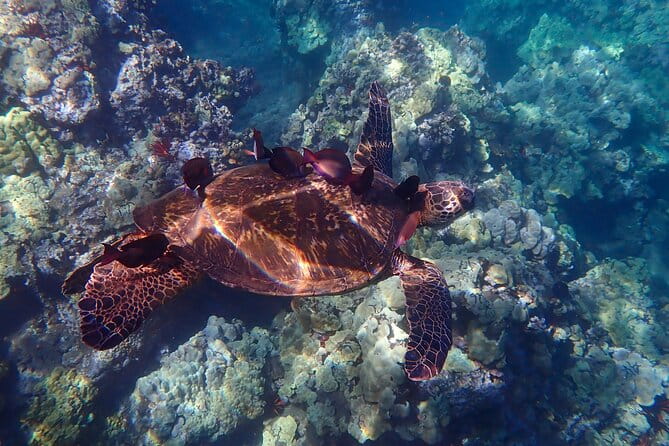Turtle Town Clear Kayak & Snorkel Tour (10:30am-1pm) - Who Will Love This Tour?