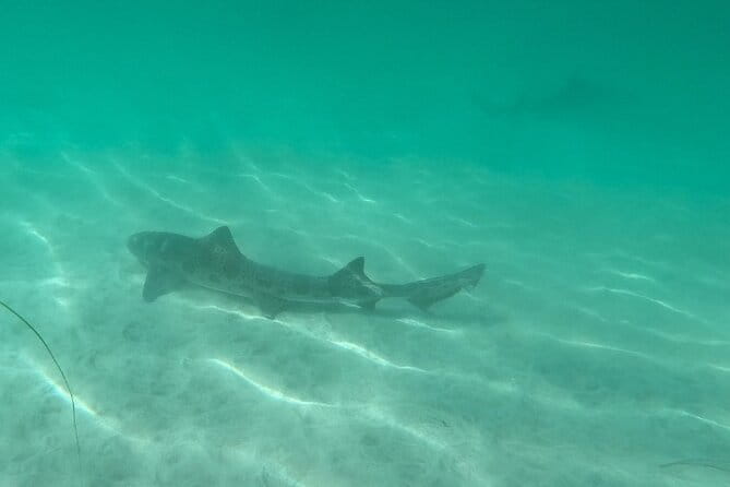 Two Hour Kayak and Snorkel Tour for Two in La Jolla - Who Should Consider This Tour?