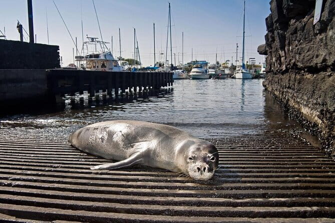 Ultimate Ocean Encounters Midday Snorkel - FAQs