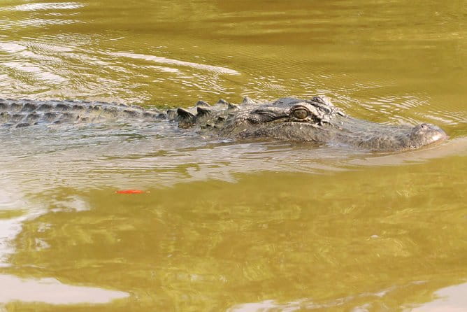 Ultimate Swamp Tour Experience with Transportation from New Orleans - FAQ