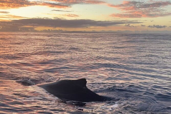 Whale Watch and Scenic Tour from Kayak - FAQ