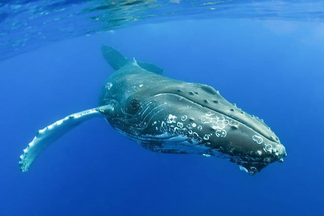 Whalewatch Deluxe Tour from Ma'alaea Harbor - Pricing and Value: Is it Worth It?