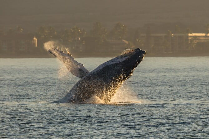 Whalewatch Sail Deluxe Tour from Ma'aleae - FAQ