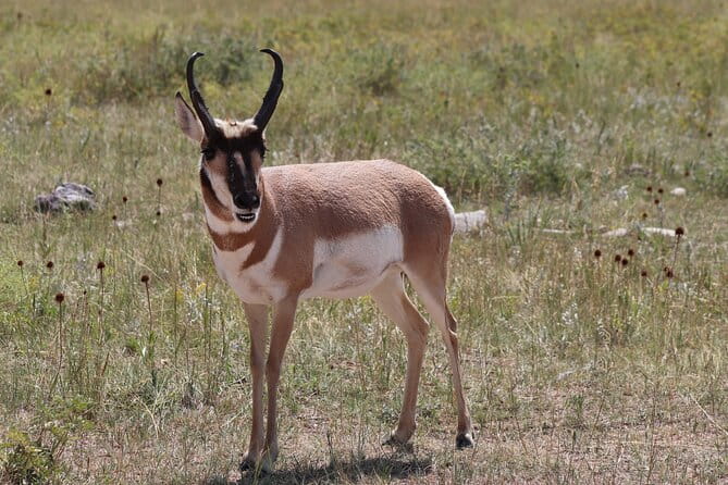 Wildlife Biologist’s Field Expedition: The Badlands Uncovered - Frequently Asked Questions