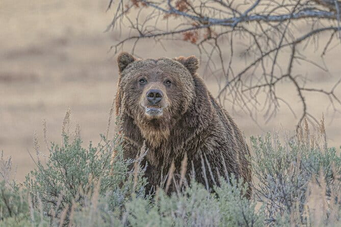 Yellowstone Full-Day Upper Loop with Wildlife Adventure w/Lunch - The Reviews Speak for Themselves