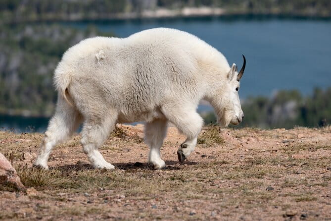Yellowstone Private Full Day Tour - FAQs