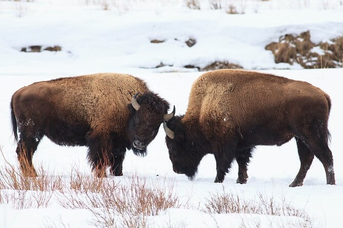 Yellowstone Snowshoe Safari from Bozeman - Private Tour - Price and Value