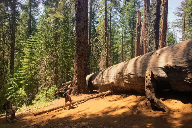 Yosemite and Giant Sequoias Day Tour - Final Thoughts: Is This Tour Right for You?
