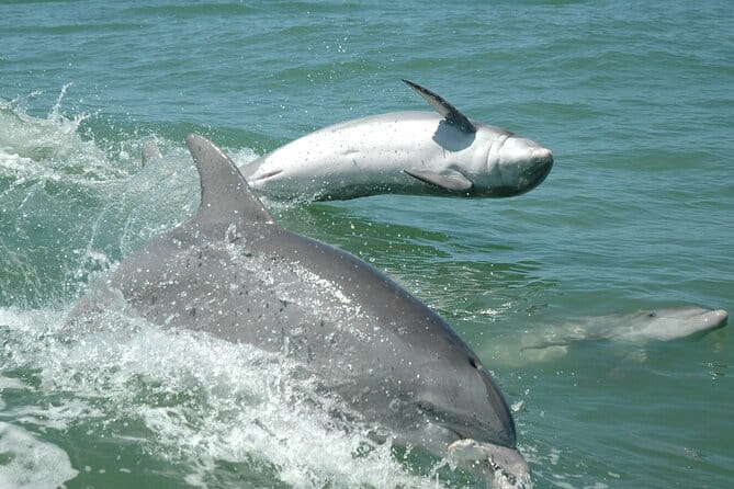 1-hour Dolphin Sightseeing Adventure Cruise from Madeira Beach - Concluding Thoughts: Who Will Love This Tour?