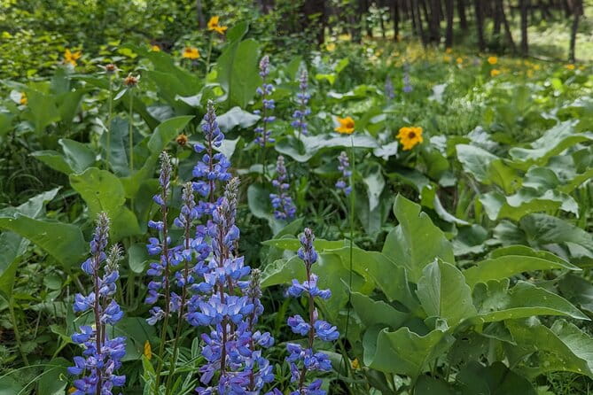 Alpine Lake Float and Guided Hike in the Bitterroot Mountains - A Review of the Experience: What Travelers Say