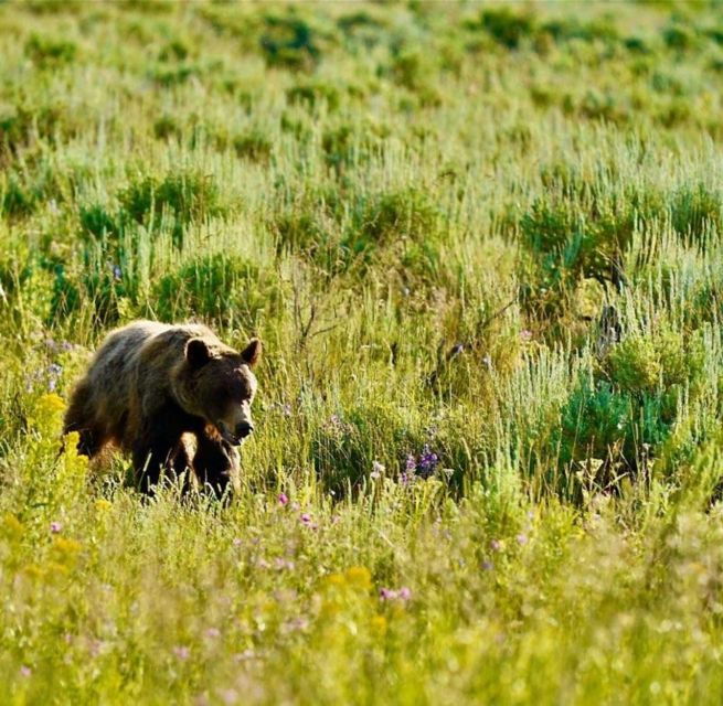 Bozeman: Yellowstone & Grand Teton National Park with Hotel - Final Thoughts