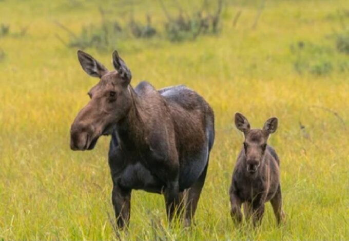 From Jackson: 2-Day Grand Teton and Yellowstone Tour - The Sum Up: Is This Tour Worth It?