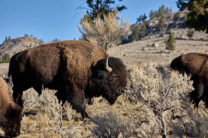 From Jackson: Half-Day Grand Teton National Park Tour - Final Thoughts: Who Will Love This Tour?