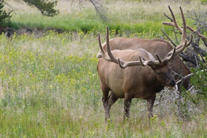 From Jackson: Yellowstone National Park Day Trip with Lunch - Practical Tips