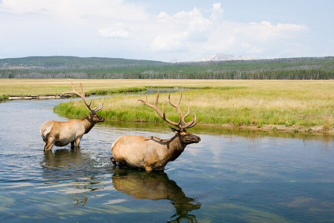Full Day Yellowstone Nat'l Park Tour From West Yellowstone - The Sum Up