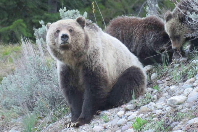 Grand Teton National Park - PRIVATE Full-Day Tour from Jackson Hole - FAQs
