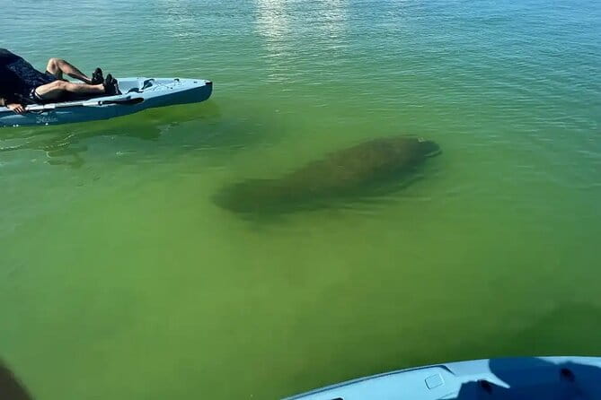 Guided Glow LED Kayak Sunset Activity in Bonita Springs - FAQs