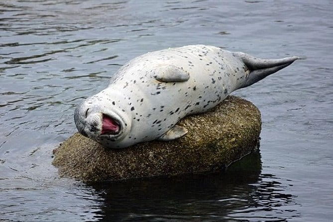 Guided Kayak Tour on San Juan Island - The Sum Up