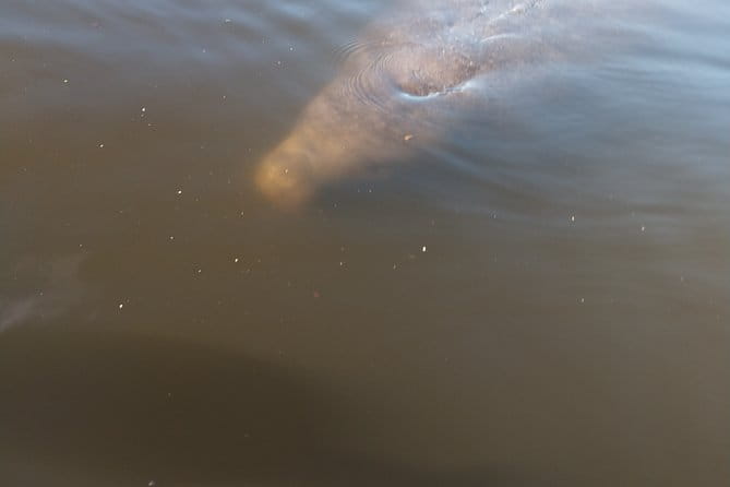 Guided Kayak Tour with Manatee & Dolphin Sightings - Authentic Experiences and Traveler Feedback